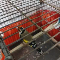 ۱عدد سهره ماده خوش رخ رنگ روشن