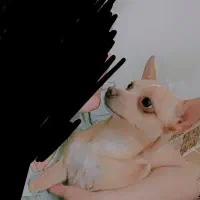 شیواوا ترلر