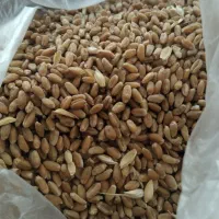 انواع بذر گندم موجود هست|گل و گیاه طبیعی|آق قلا, |دیوار