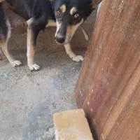 سگ دورگ هاسکی و گرگی