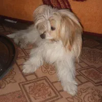 واگزاری شیتزو کراس