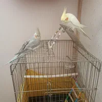 عروس هلندی دستی|پرنده|اسلام‌شهر, شهرک مهدیه|دیوار