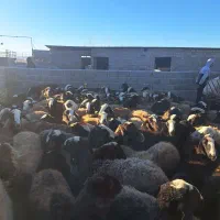 گوسفند میش وبره شال|حیوانات مزرعه|اسفرورین, |دیوار