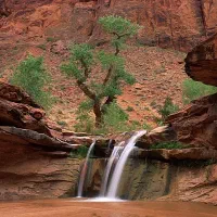 ضامن