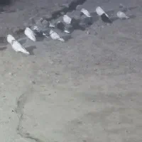 کبوتر اوچان