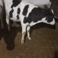 گوساله نرهلشتاین