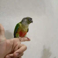 جوجه گرینچیک