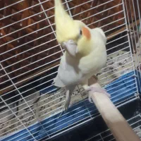 ۳عدد عروس هلندی فروشی