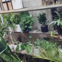 ویترین بزرگ