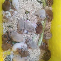 ۲۵ عدد همستر مولد