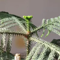 کاج مطبق|گل و گیاه طبیعی|قم, پردیسان|دیوار