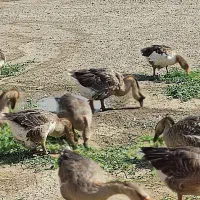 تعدادغازنژادخوب قوغازاصلی به فروش می رسد|حیوانات مزرعه|ماکو, |دیوار