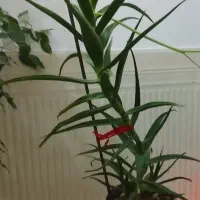 گل طبیعی|گل و گیاه طبیعی|شاهین دژ, |دیوار