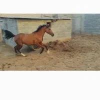مادیان دره شور