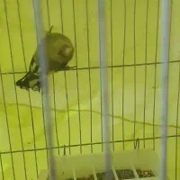 سهره کرمانی