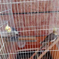 عروس هلندی نر سخنگو