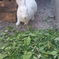 خرگوش|موش و خرگوش|ایذه, |دیوار