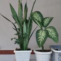 گل طبیعی زیبا