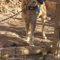 توله 8 ماهه نر|سگ|خنجین, |دیوار