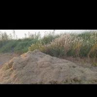 کاه فله ای  برای دامداری وگاو داری
