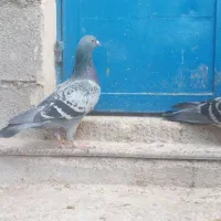 دوعددنرهوایی|پرنده|بوشکان, |دیوار