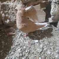 یه دوم سفید ماده سالم به شرط