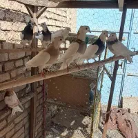 کبوتر طوقی و گرگی و پیس زرد خطی|پرنده|نائین, |دیوار