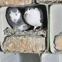 یک جفت دمگیر دم لول|پرنده|مبارکه, |دیوار