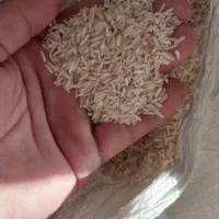 برنج طارم و ضیغمی شیروان