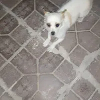 سک شناسنامه دار رام دختر