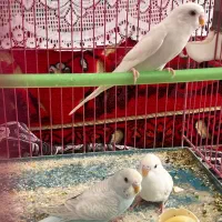 ۲تا مرغ عشق سفیدهلندی چشم قرمز و یک آبی کم رنگ|پرنده|استهبان, |دیوار