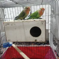 جفت طوطی برزیلی بازیگوش|پرنده|دورود, |دیوار