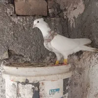 طوقی