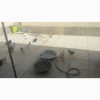کبوتر گمشده|پرنده|قم, شهرک فاطمیه|دیوار