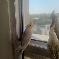 عروس هلندی نر|پرنده|مشهد, ادیب نیشابوری (شهرک غرب)|دیوار