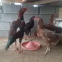 تخم مرغ لاری