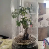 گل جنسینگ|گل و گیاه طبیعی|قم, سید معصوم|دیوار