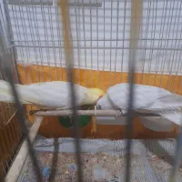 عروس هلندی مولد ب همراه جوجه