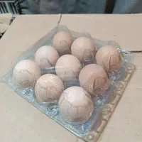 تخم مرغ محلی و بلدرچین