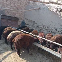 گوسفند، بره قزل افشار نر وماده|حیوانات مزرعه|سراب, |دیوار