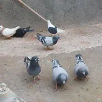 کفتر یاکبوتر|پرنده|مشهد, شهید احمدی روشن|دیوار