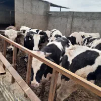 گوساله|حیوانات مزرعه|قزوین, |دیوار