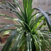 گل به همراه گلدان (آگاو، پاندانوس)|گل و گیاه طبیعی|اصفهان, جلالیه|دیوار