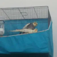 عروس هلندی جفت