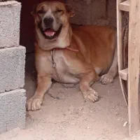 سگ افغان|سگ|سیرجان, |دیوار