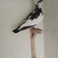 کبوتر|پرنده|مشهد, احمدآباد|دیوار