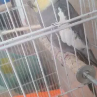 عروس هلندی نر سخن گو