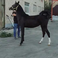 مادیون سه ساله به رنگ عشق