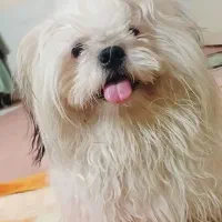 سگ شیتزو خالص