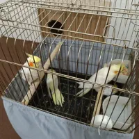 جفت مولد عروس لوتینو هلندی